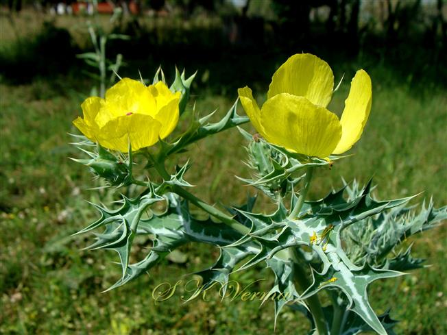 Flowers with 4 and 6 petals